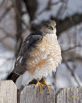 Sharp shinned Hawk 6913